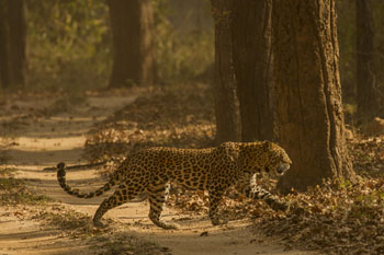 leopard